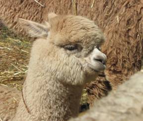 Alpaca 